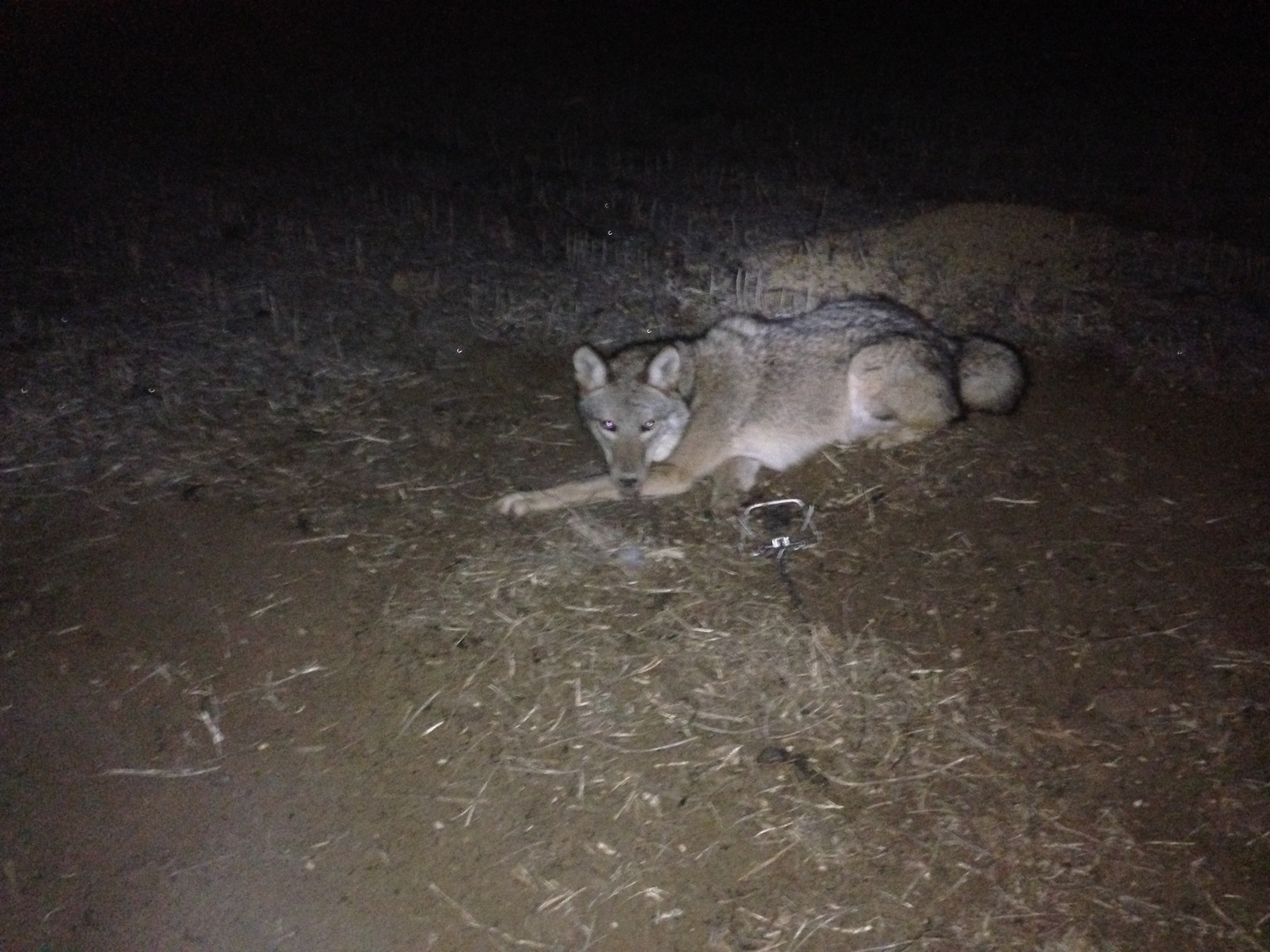 2013/2014 Coyote Trapping Illinois Wildlife Connections