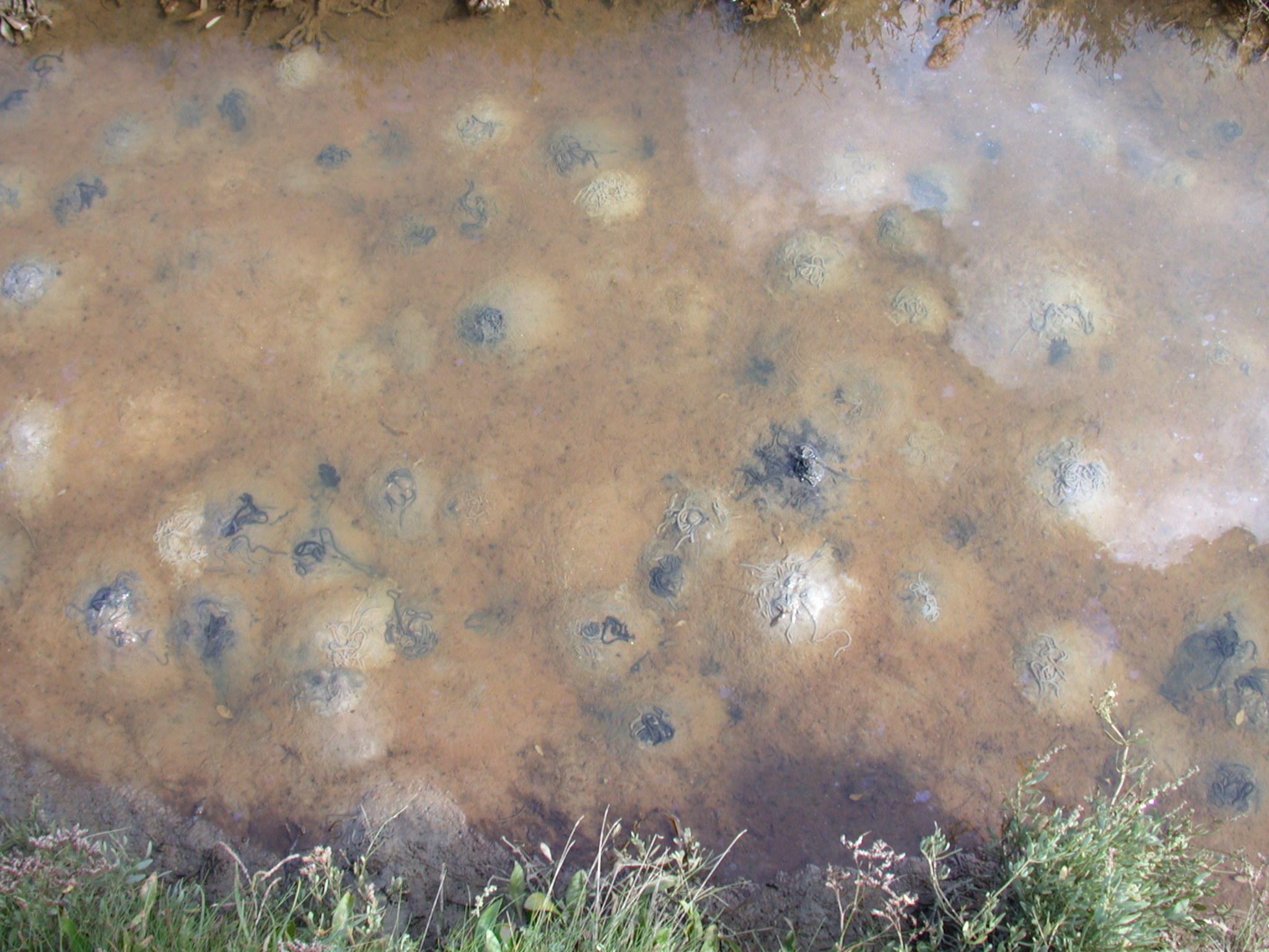 Image*After photos swamp marsh swampish swampy mud pool bottom