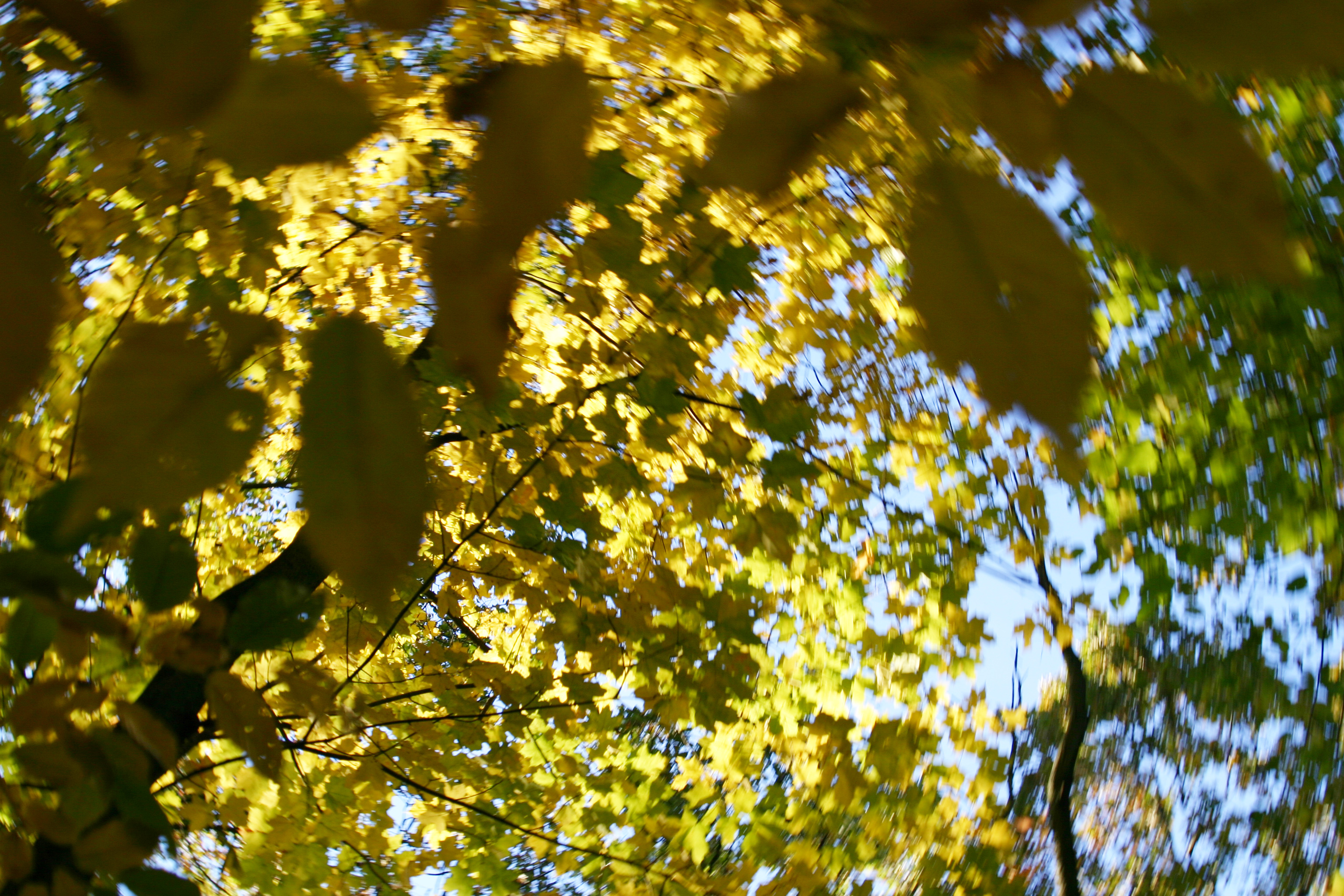 Spinning Leaves Imagebase
