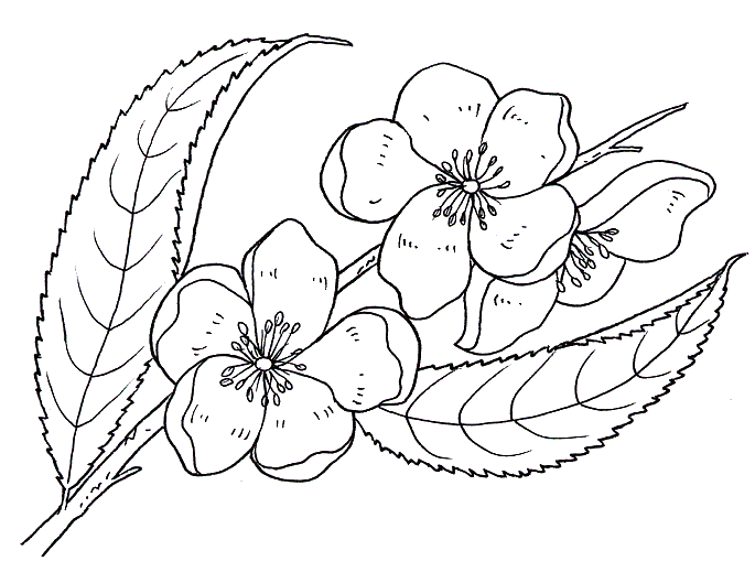 flor de durazno Imagenes Educativas