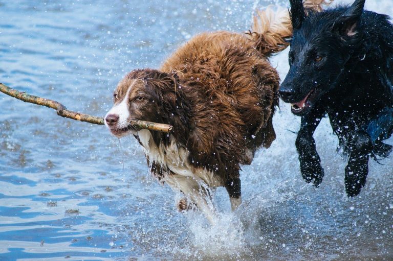 La meilleure assurance pour les chiens de catégorie 1