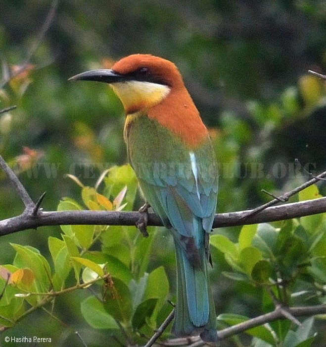 Ceylon Bird Club, Birds of Sri Lanka, sri lankan birds, endemic birds