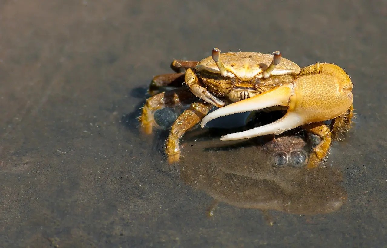 Why Don't Crabs Have Eyebrows? Imaginative Kid