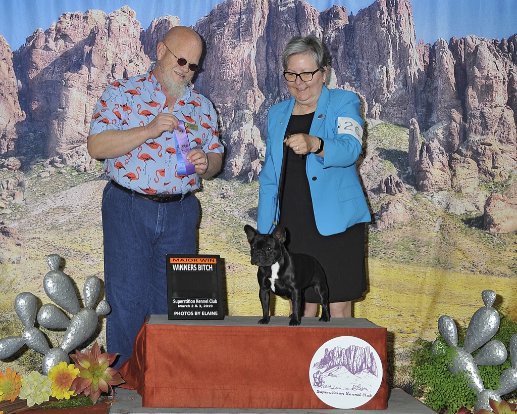 Imagine Kennels French Bulldogs in Temecula California