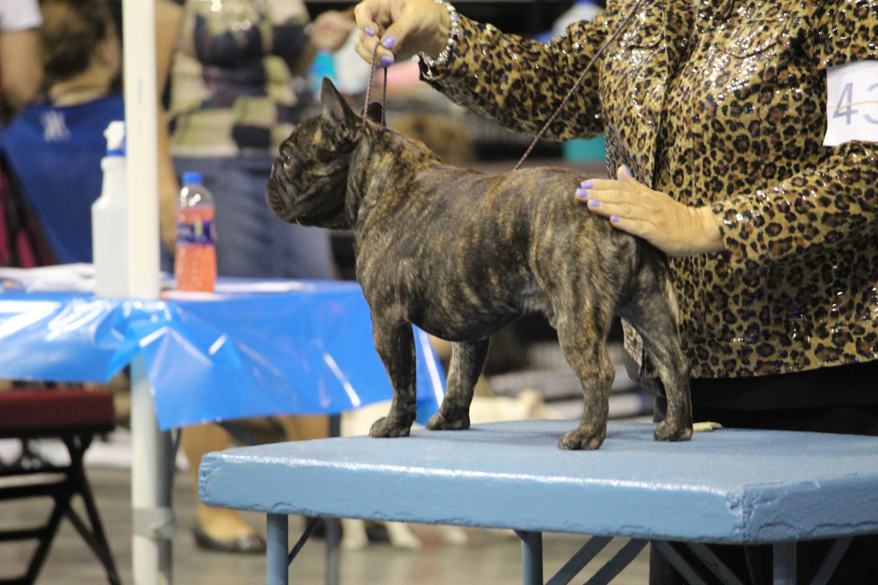 Imagine Kennels French Bulldogs in Temecula California