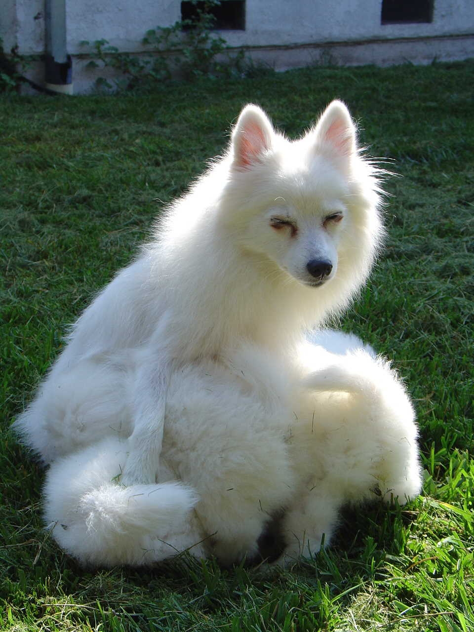 Imag Kennels, home of the rare Japanese Spitz breed. Puppies and Stud dog