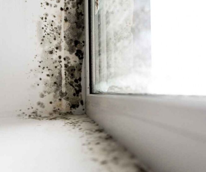 How to Get Rid of Mold in Your House? Imagup