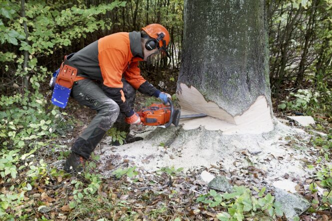 Does Anyone Cut Down Trees for Free in 2021 Imagup