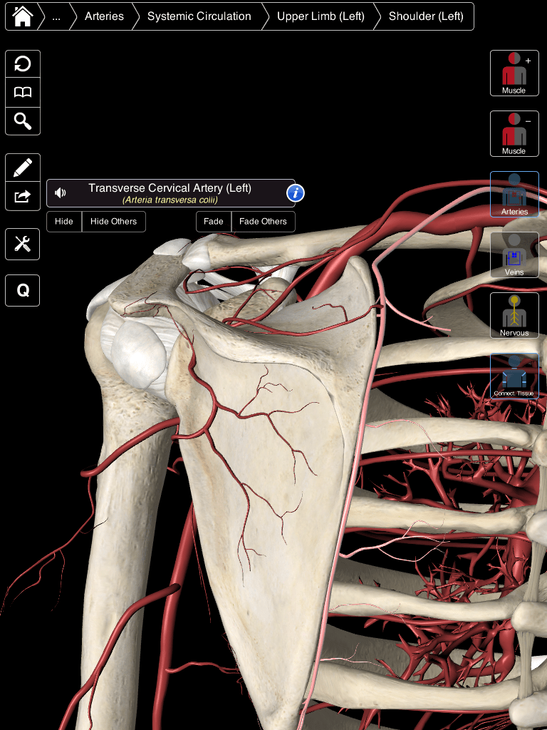 3D4Medical prepare to launch unique 3D essential anatomy app [exclusive