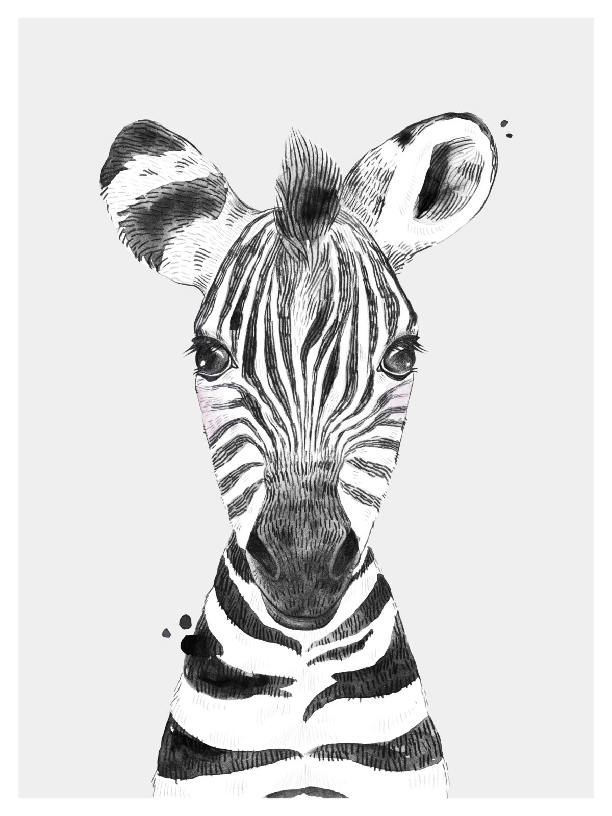 Safari Zebra Poster – Imints