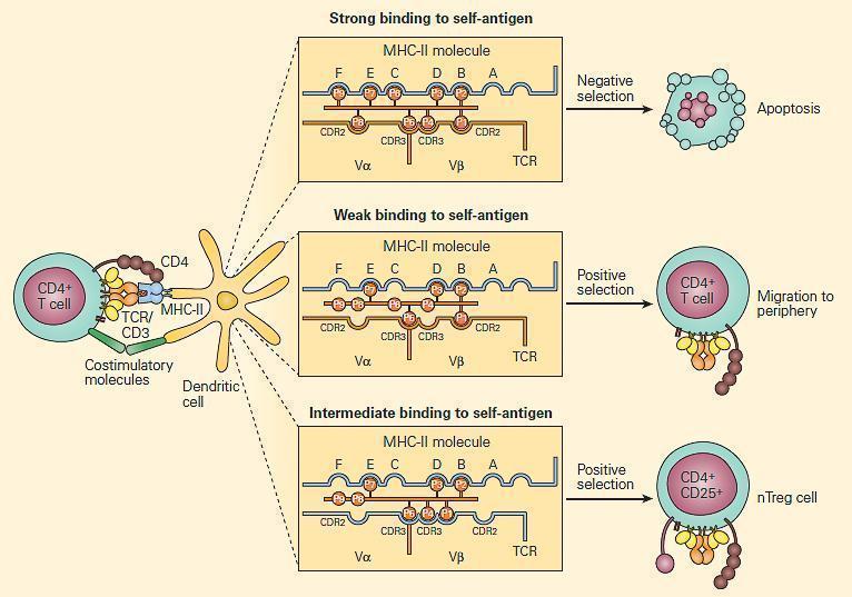 Central & Peripheral Tolerance Immunopaedia