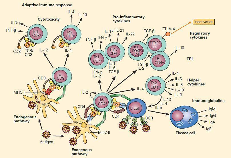 Mucosal Immunity & Immunopathology Immunopaedia