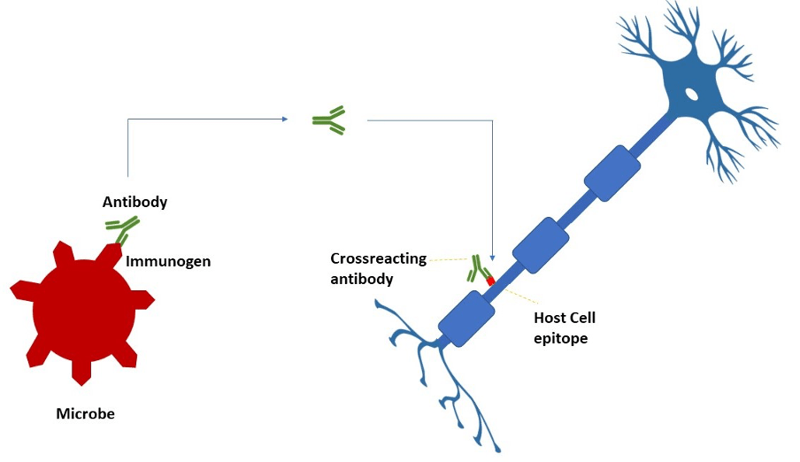 Molecular mimicry perfect match propels pathologies Immunopaedia