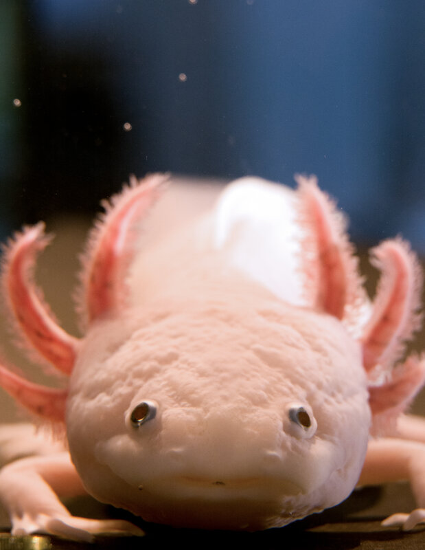 The largest genome ever decoding the axolotl Research