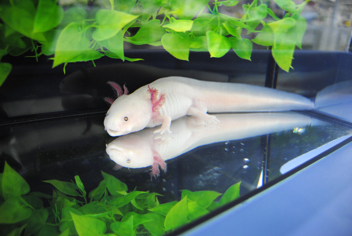 The largest genome ever decoding the axolotl Research