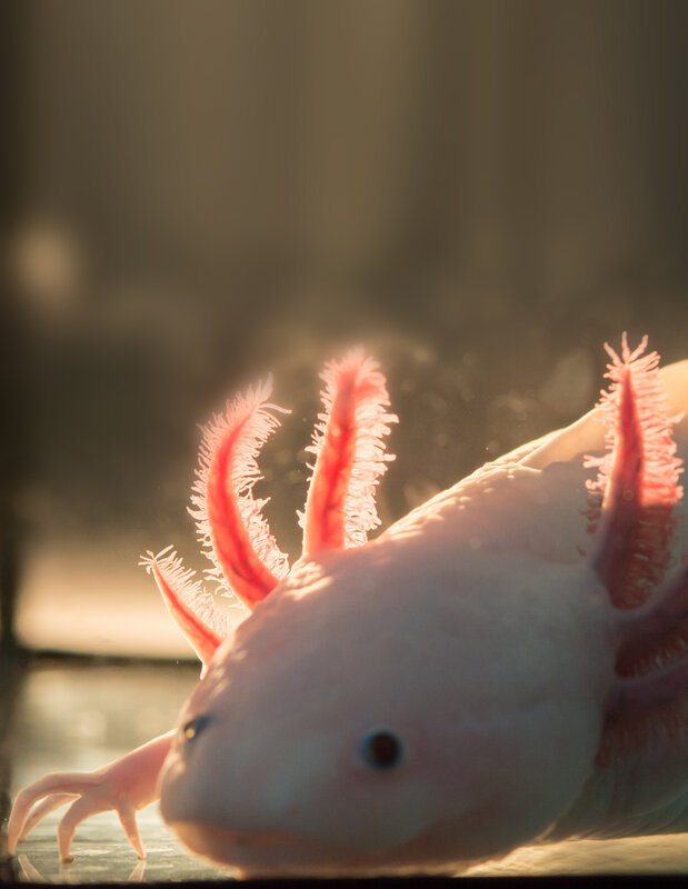 The largest genome ever decoding the axolotl Research