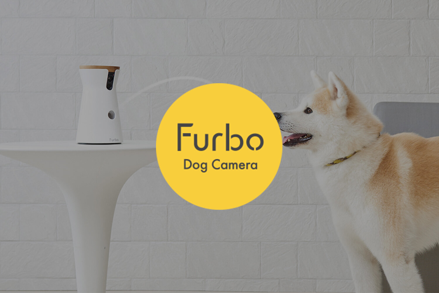 How Do I Reset My Furbo Dog Camera