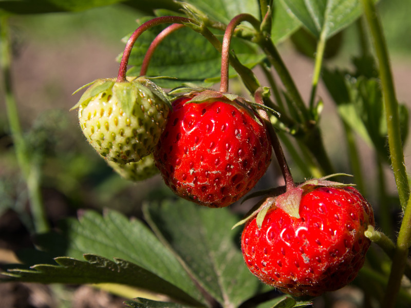 How to Grow Strawberries in Your Backyard the