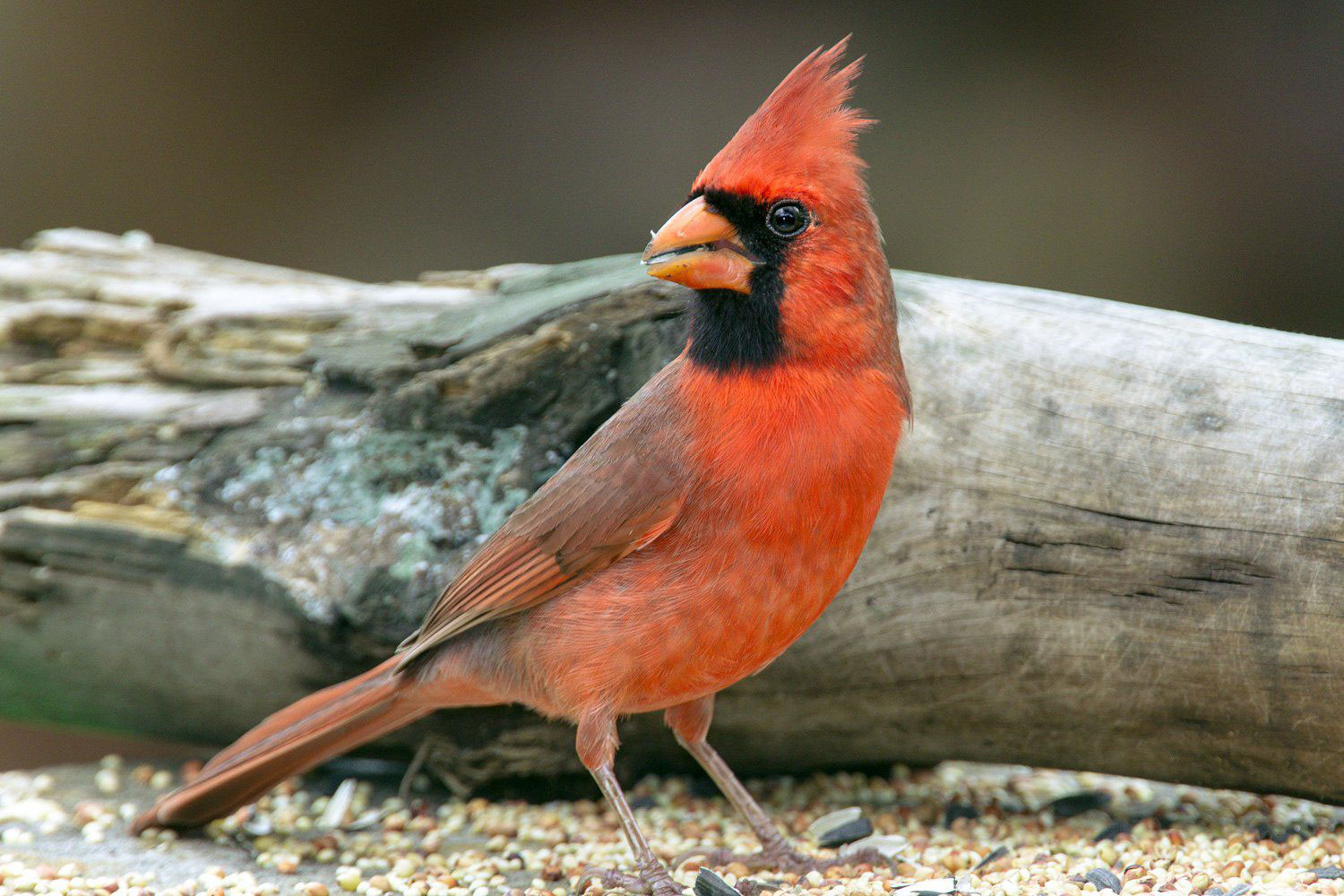 How to attract cardinals in your house's backyard (Great tips)