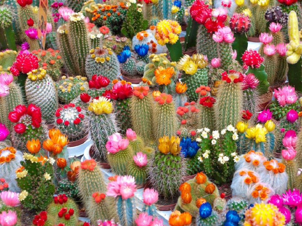 Amazing cactus garden ideas you could try for your backyard