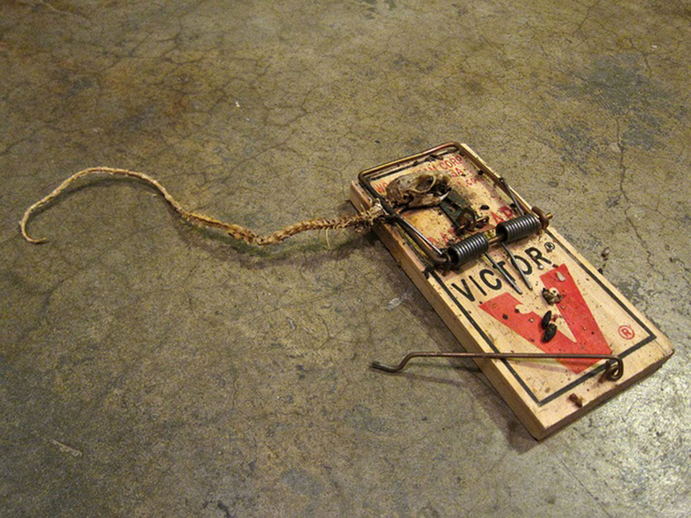 How to get rid of roof rats once and for all