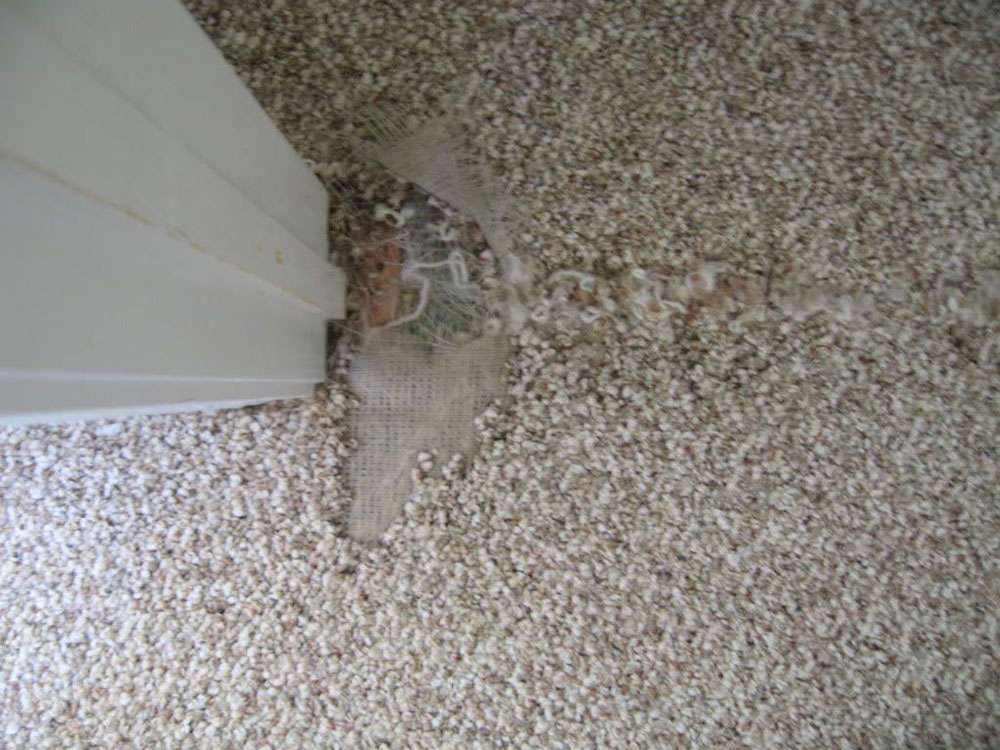 How to remove carpet from hardwood floors (Quick guide)