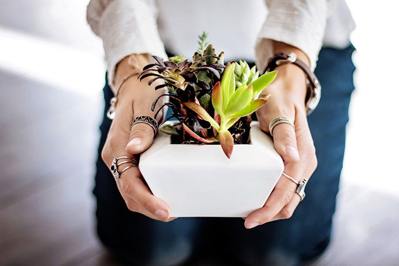 The Ethics And Ways You Can Do For The Potted Plant Delivery