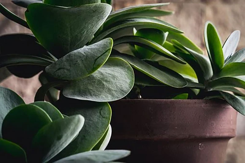 6 Of The Most Popular Indoor Plants That Are Easy To Grow