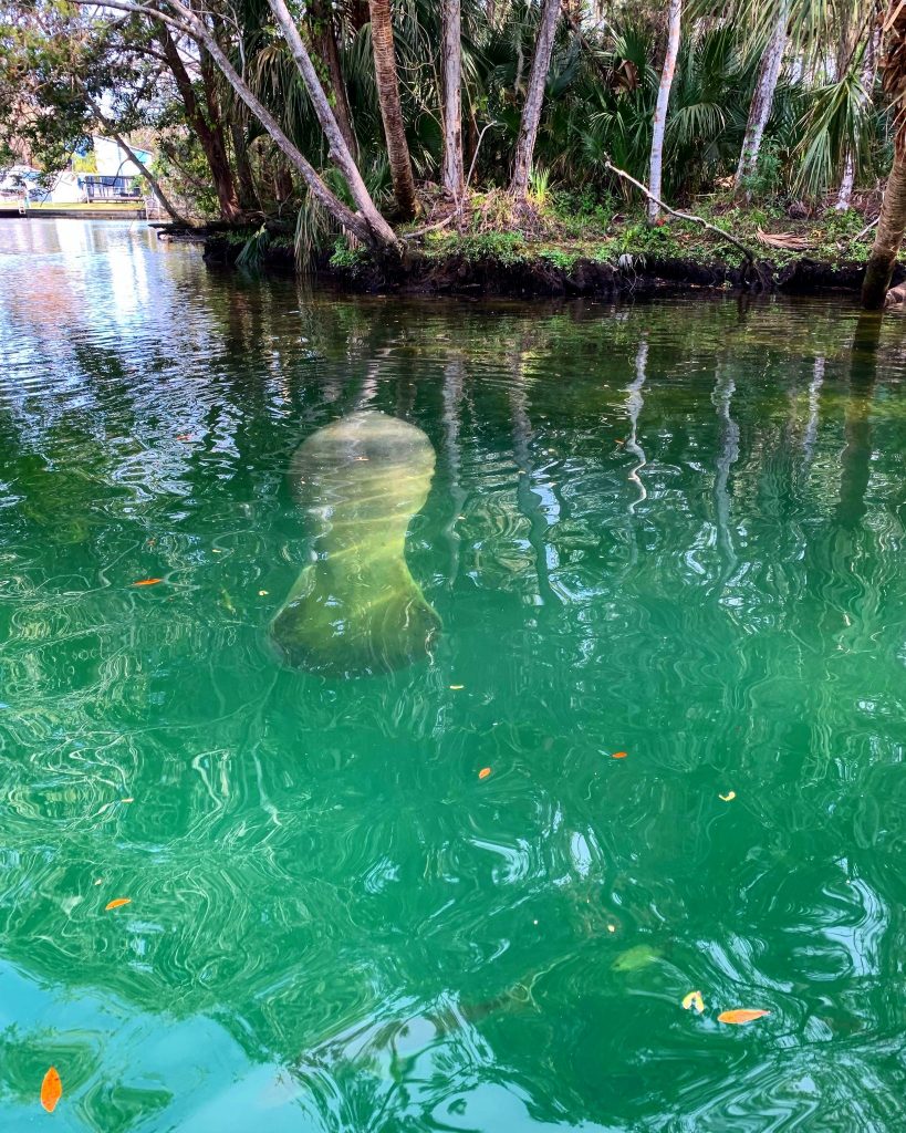The 5 BEST Natural Springs Near Orlando impulse4adventure Florida