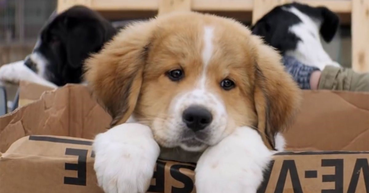 A Dog's Purpose DVD Review Impulse Gamer