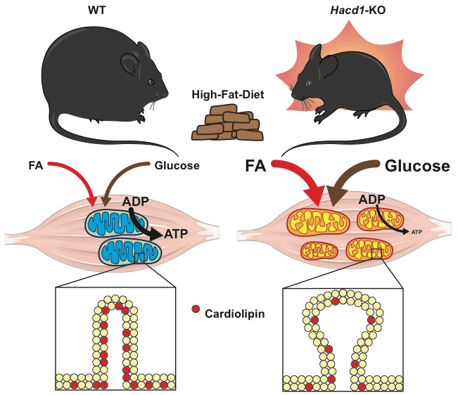 A mechanism controlling the efficiency of mitochondrial coupling has