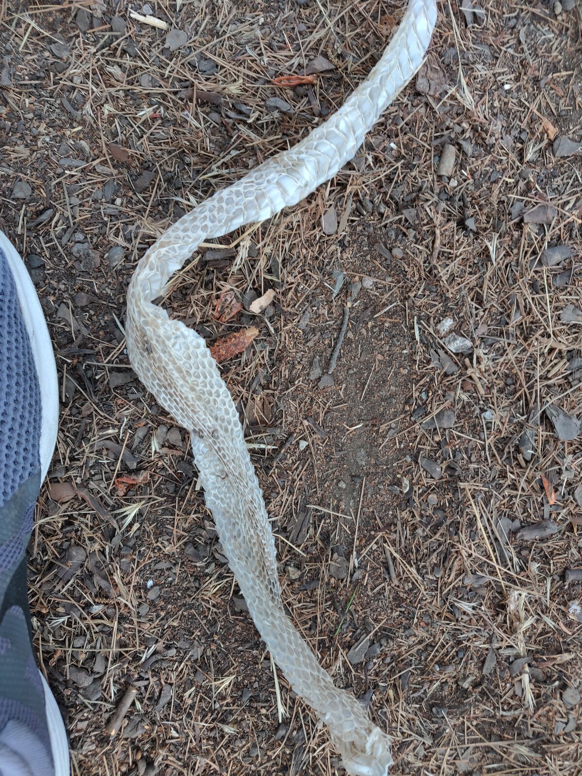 Beware of SNAKES ! Page 4 imtbtrails