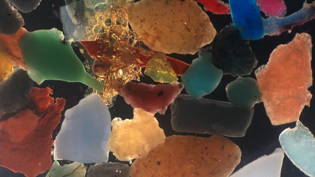 Bacteria eat and actually digest plastic