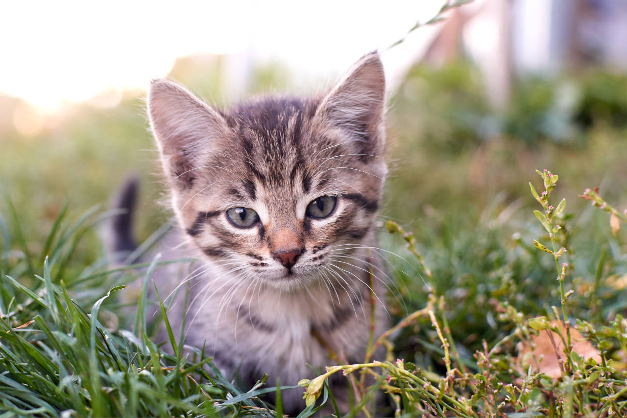Cat Age Calculator Convert Cat Years to Human Years Inch Calculator