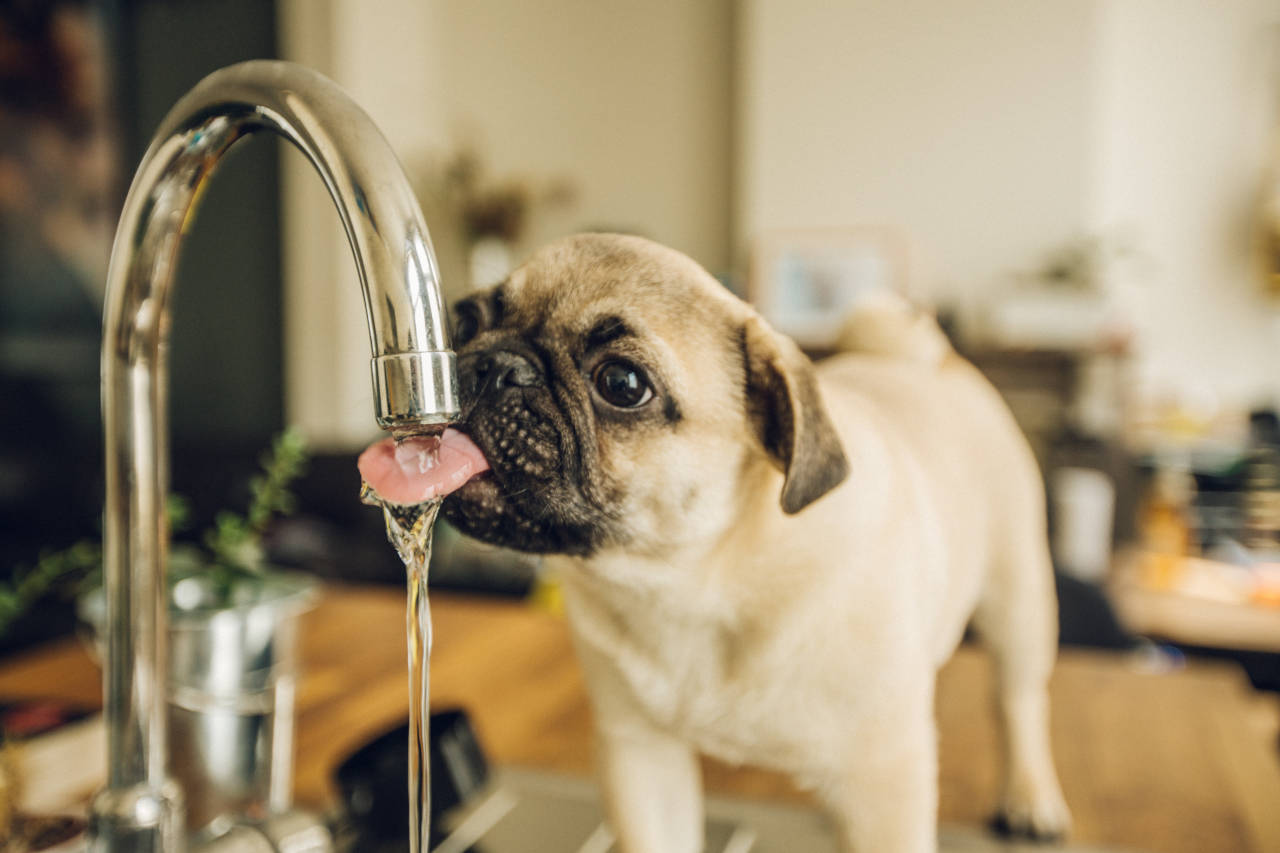 Dog Water Intake Calculator Inch Calculator