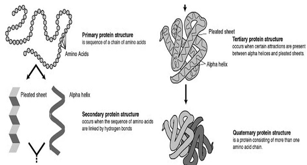 Cloud Application Protein Structure Prediction