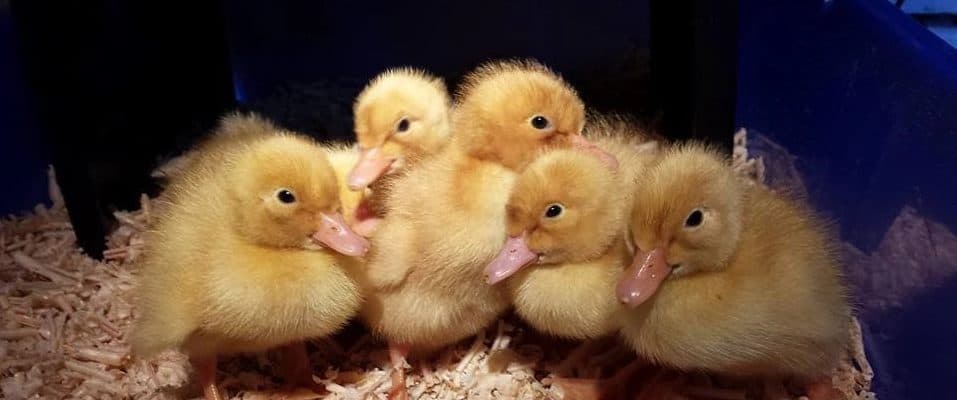 The main point is that domestic ducks live longer as they are generally healthier. December 2019 Animal Welfare All About Our Pekin Ducks Stages Of Development And More Incredible Eggs