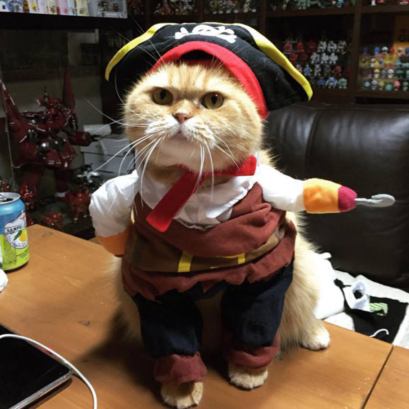 Check Out This Cat Dressed As Jack Sparrow
