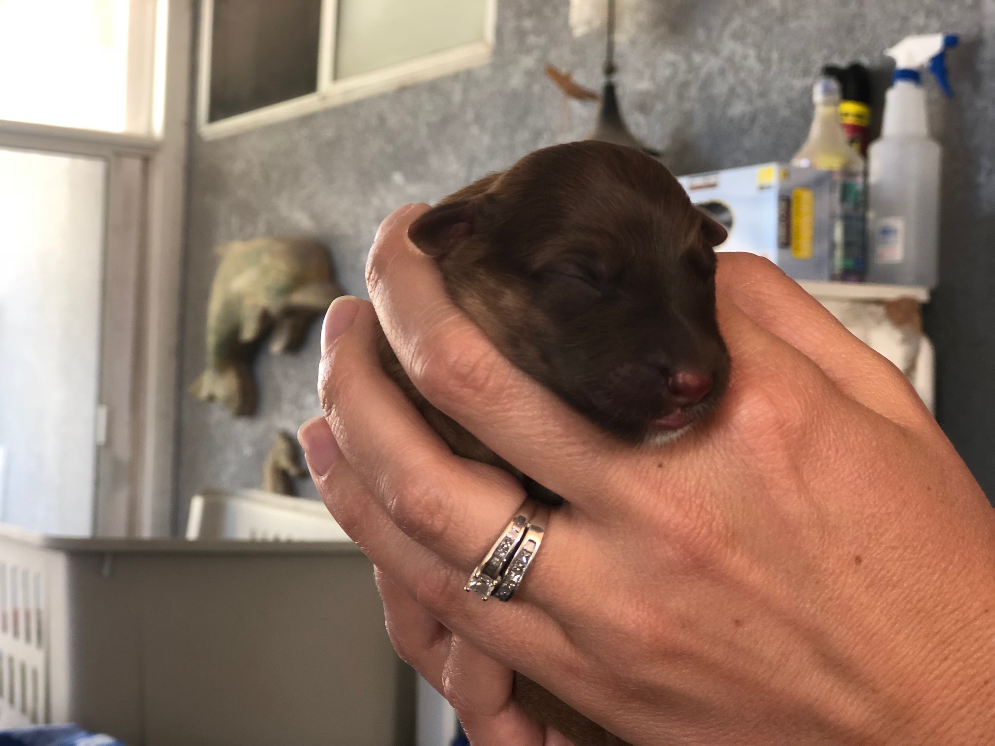 Is It Illegal To Abandon A Dog