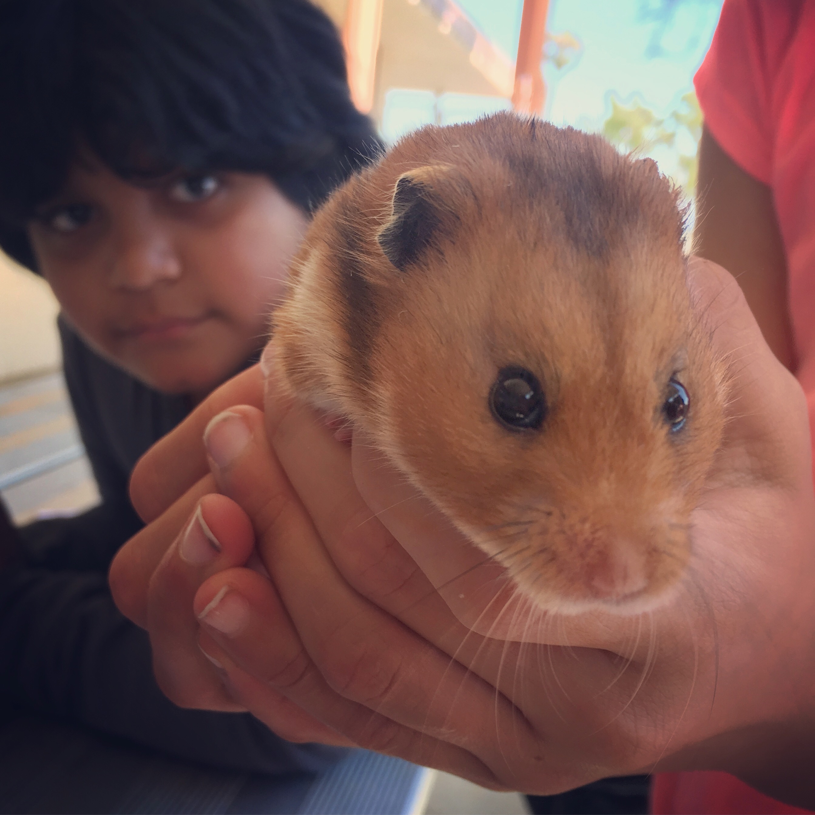 Humphrey the Hamster Sparks Kids’ Love of Reading The Santa Barbara