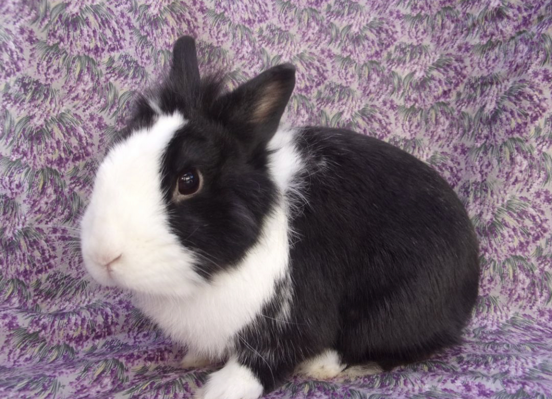 Rabbits In Los Angeles Looking For Their Furrever Homes atelieryuwa