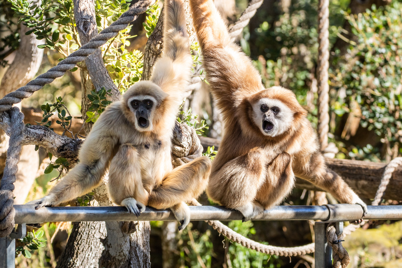 After Rough Few Years, Elderly Zoo Gibbon Gets New Mate The Santa