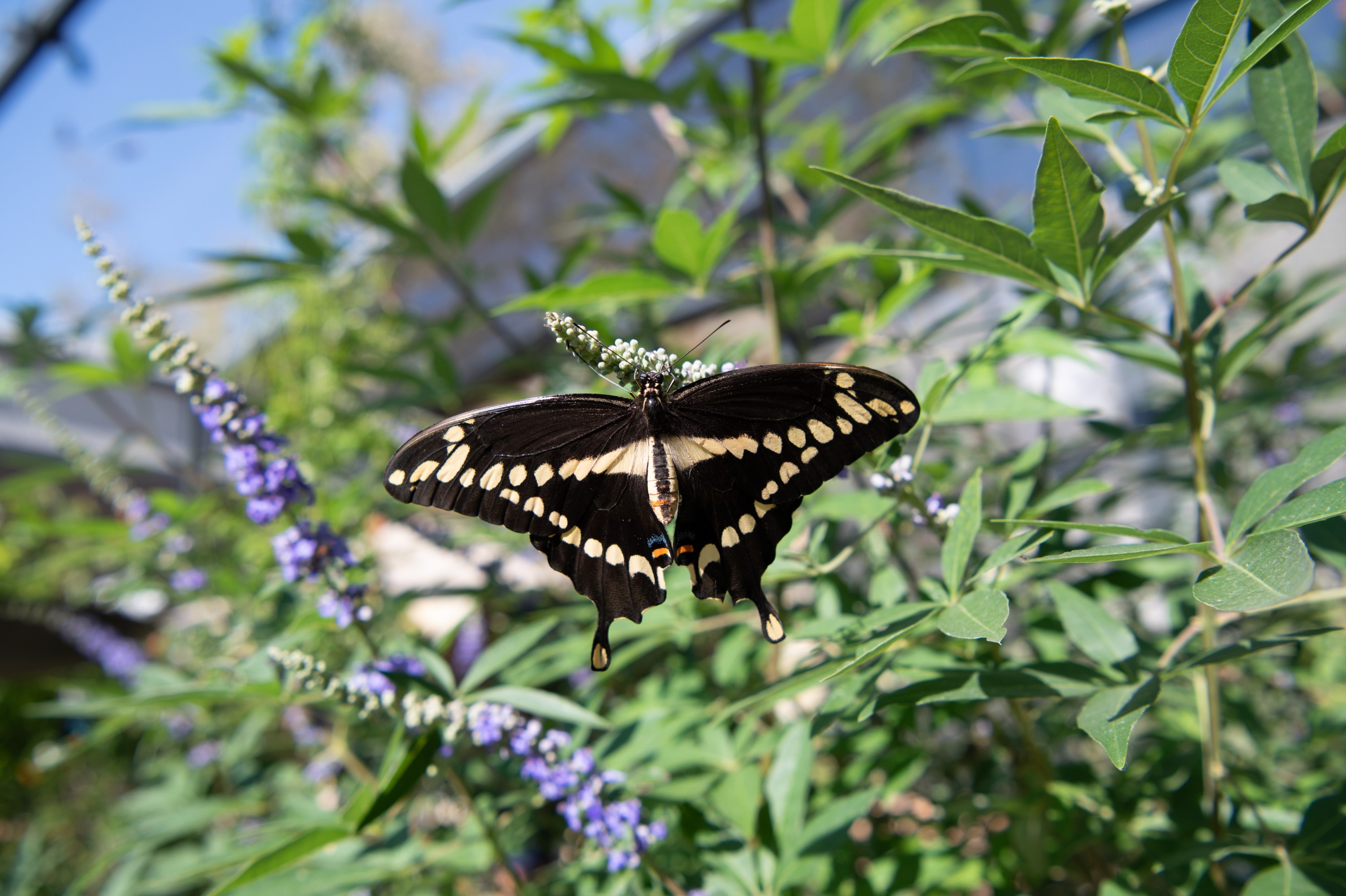 Butterfly Pavilion at SB Museum of Natural History Opens Memorial Day