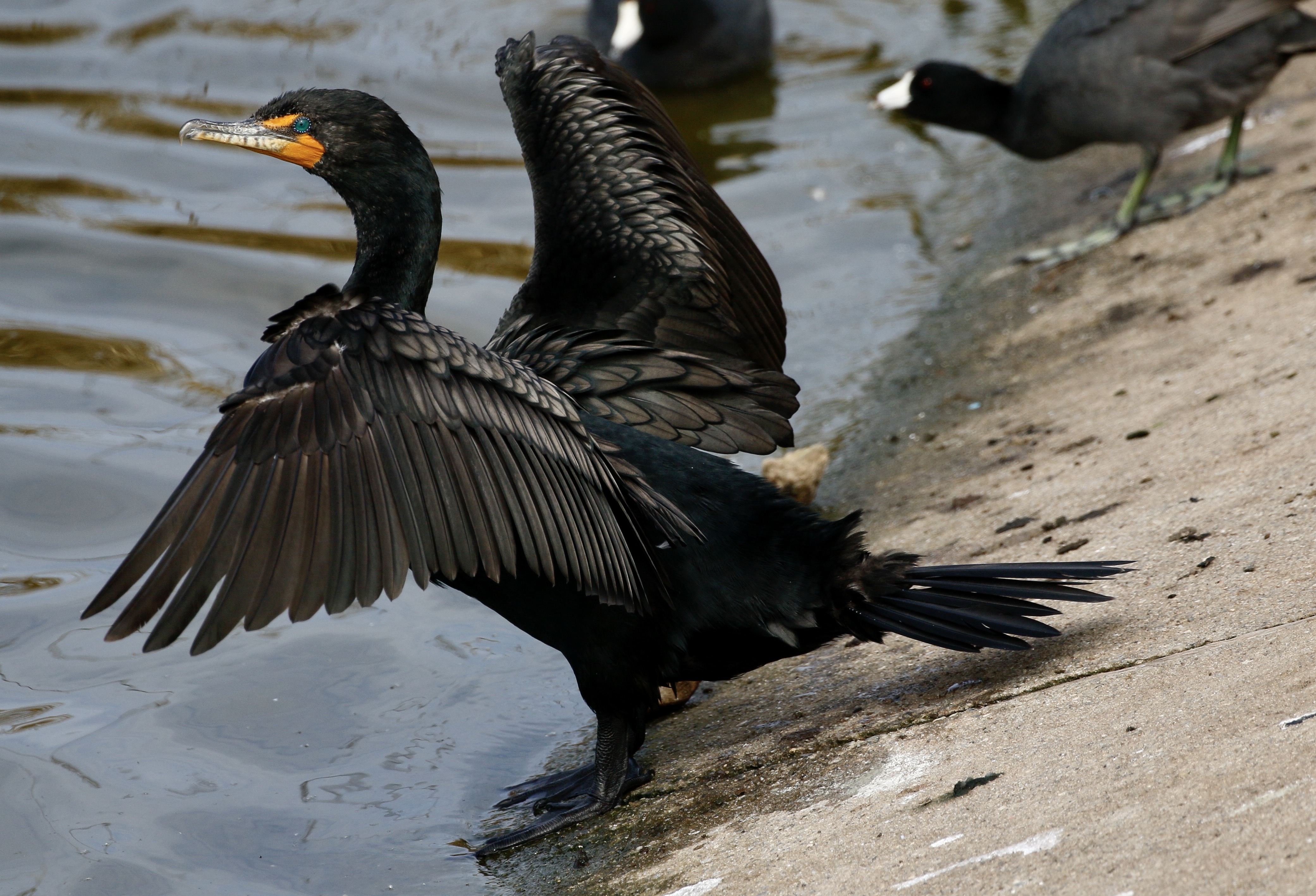 Lake Los Carneros A Birding Mecca The Santa Barbara Independent