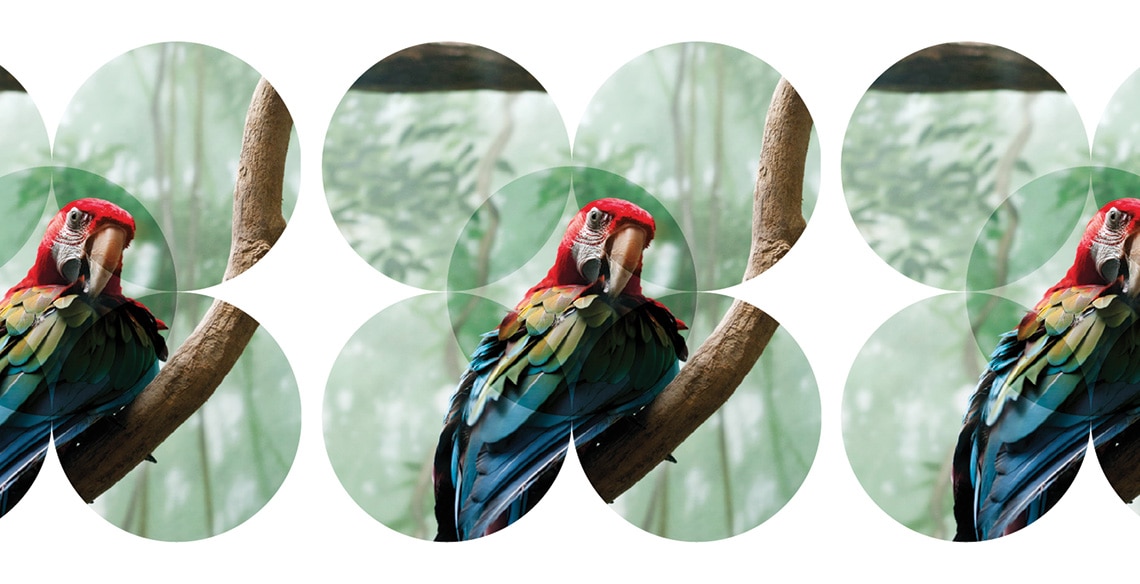 One Image across Multiple Frames InDesign Effect InDesign Skills