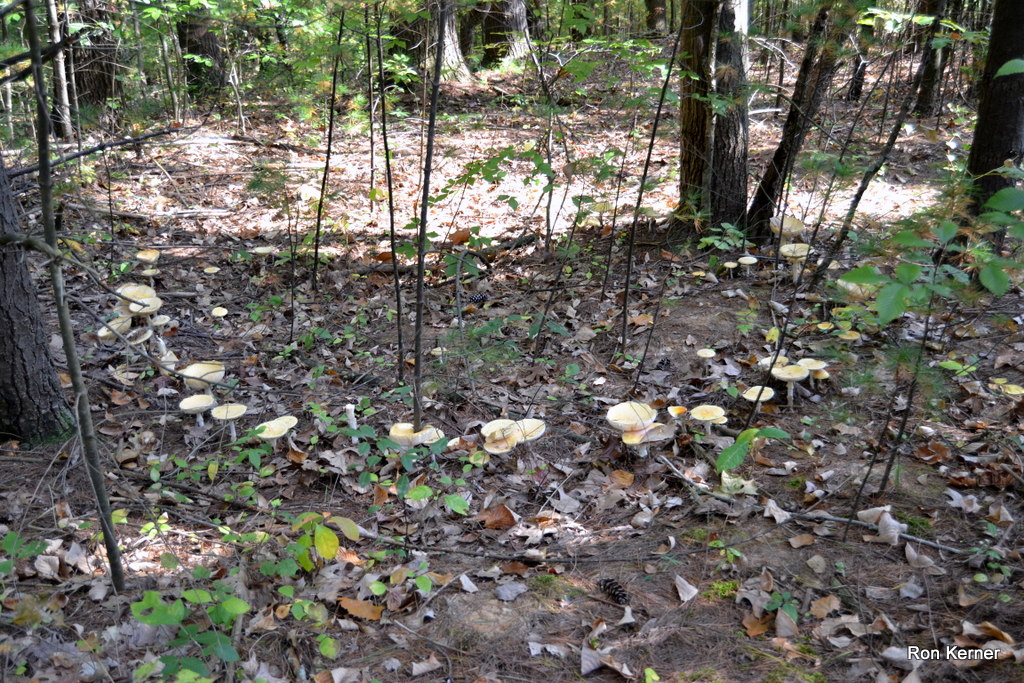 Fairy Ring Mushrooms at Indiana Mushrooms