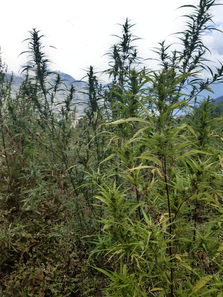 PHYSICAL ADAPTATIONS IN LANDRACE CANNABIS VARIETIES FROM HIGH ALTITUDE COLD DESERT ZONES AND