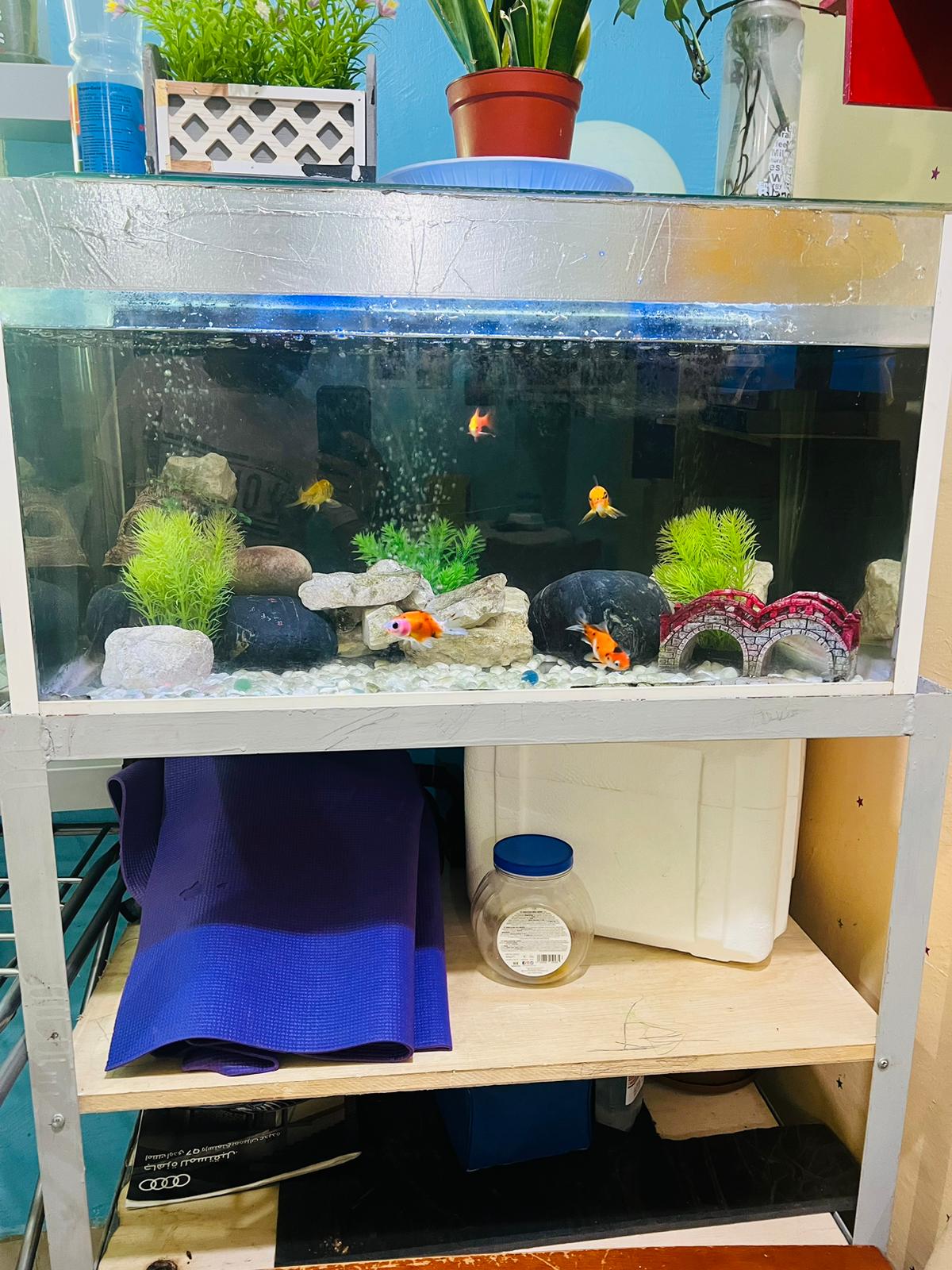 Kuwait buy & sell Classifieds Aquarium for sale