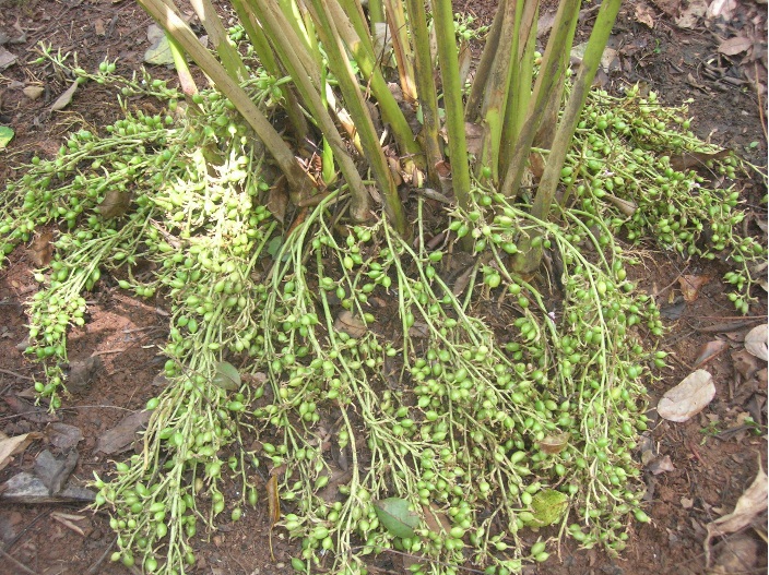 Indian Cardamom Research Institute Spices Board