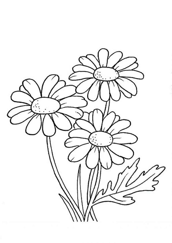 Coloring Pages Printable Asters Coloring Pages for toddlers